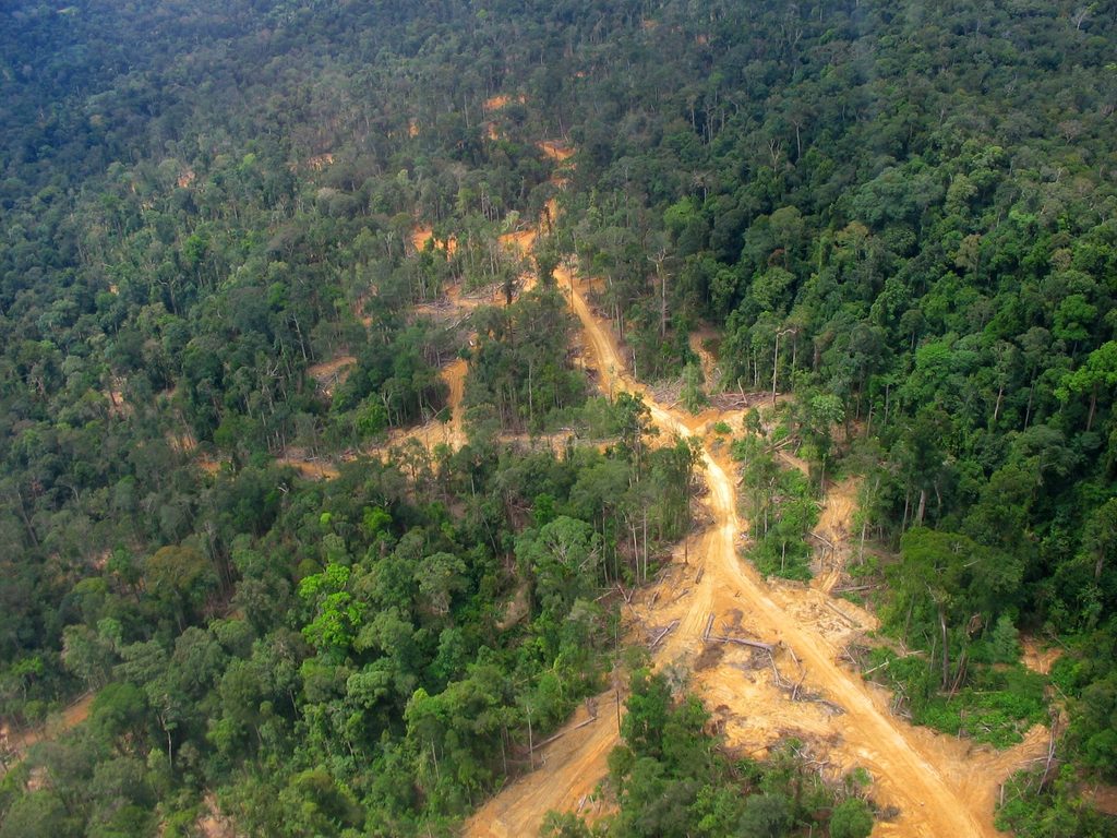 Pemandangan udara jalan koridor tanah konsesi kayu membelah lebatnya kanopi hutan hujan tropis di Kalimantan Timur.